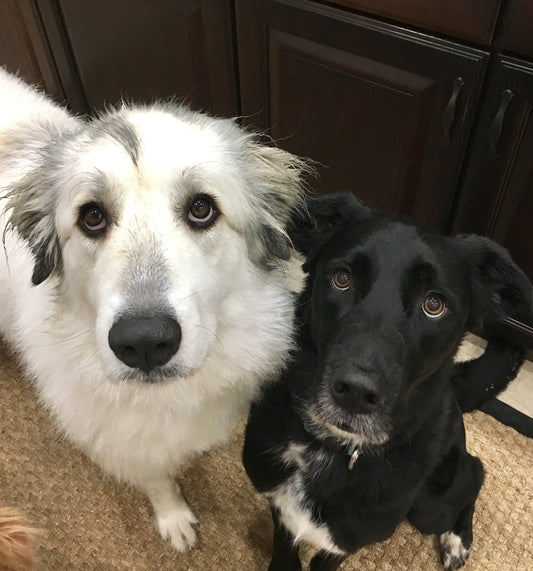 6 Great Reasons to Adopt a Rescue Pet