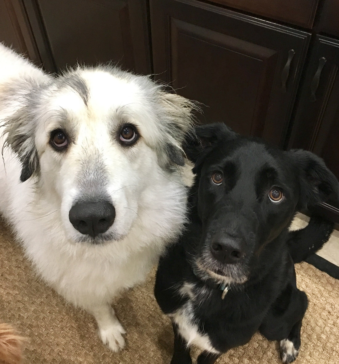6 Great Reasons to Adopt a Rescue Pet